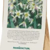 Blumenzwiebeln Turkestan-Tulpe
