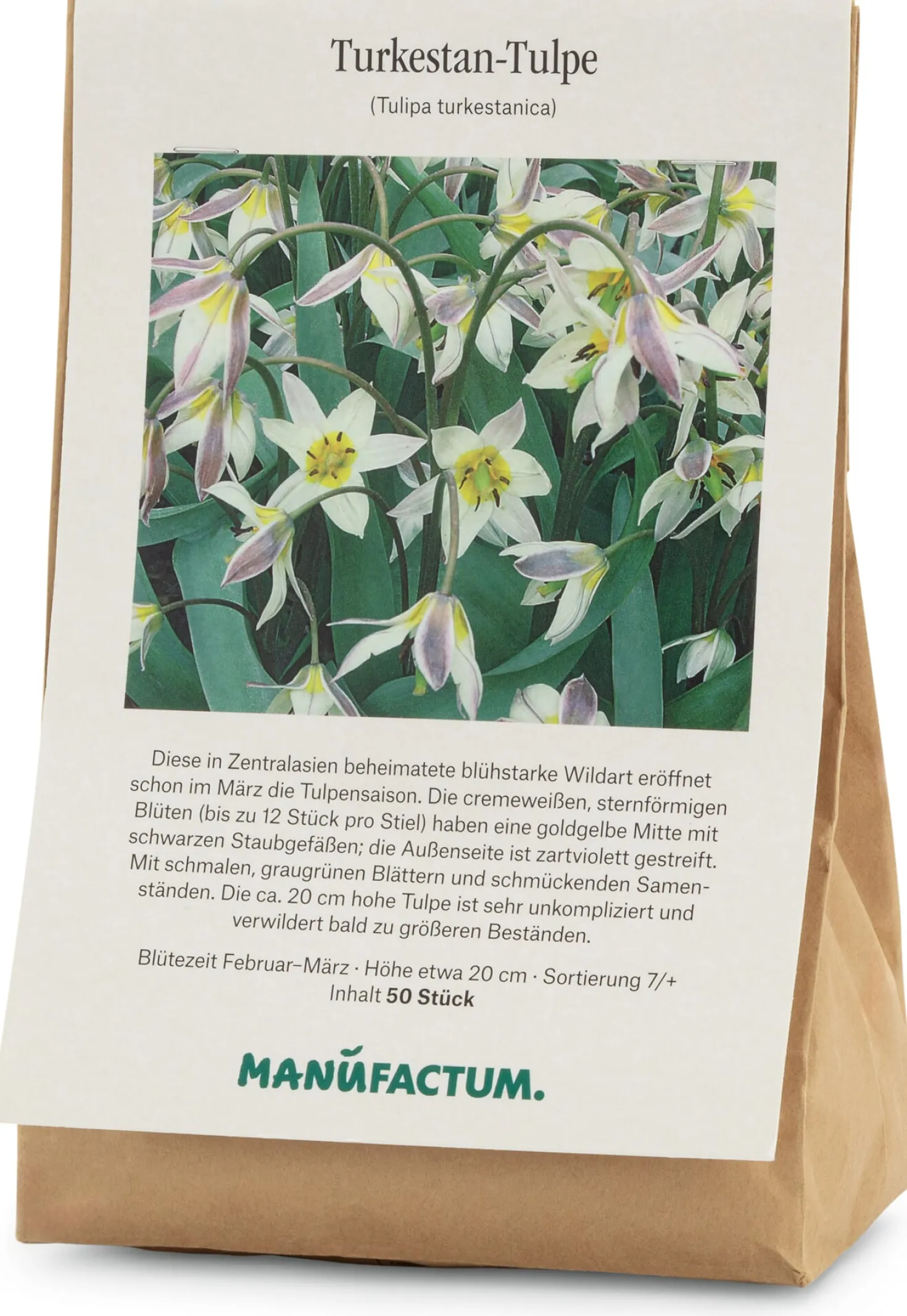 Blumenzwiebeln Turkestan-Tulpe