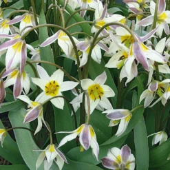 Blumenzwiebeln Turkestan-Tulpe