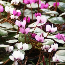 Blumenzwiebeln Winterblühendes Alpenveilchen