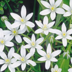Blumenzwiebeln zum Verwildern