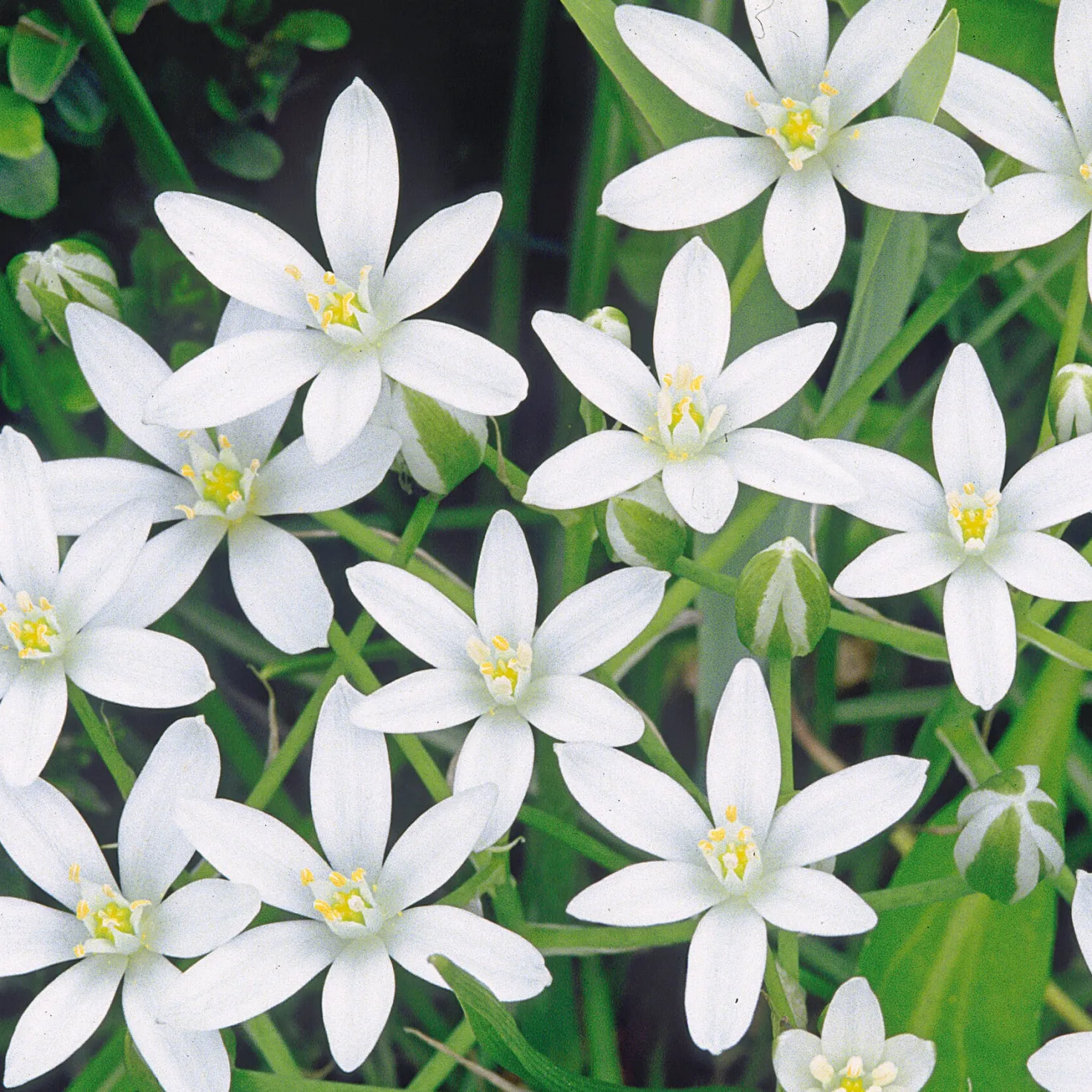 Blumenzwiebeln zum Verwildern