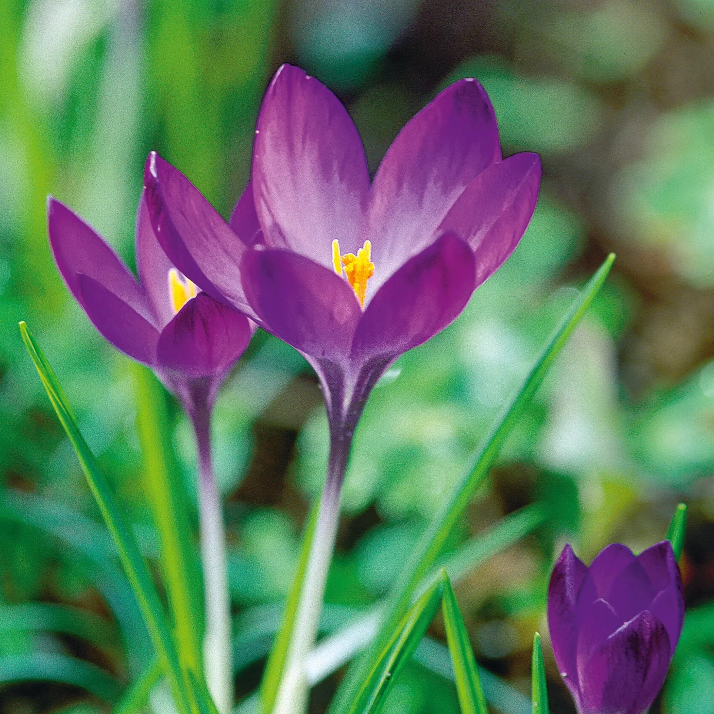 Blumenzwiebeln zum Verwildern