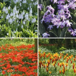Blumenzwiebeln zum Verwildern