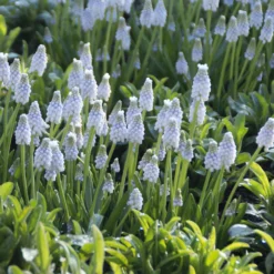 Blumenzwiebeln zum Verwildern