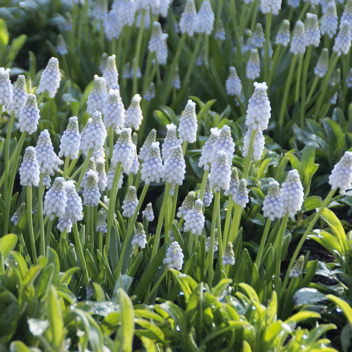 Blumenzwiebeln zum Verwildern