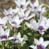 Blumenzwiebeln Zwergtulpe 'Alba Caerulea Oculata'