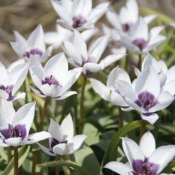 Blumenzwiebeln Zwergtulpe 'Alba Caerulea Oculata'