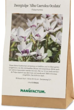 Blumenzwiebeln Zwergtulpe 'Alba Caerulea Oculata'
