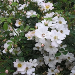 Bodendeckerrose 'Sternenflor'