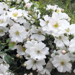Bodendeckerrose 'Sternenflor'
