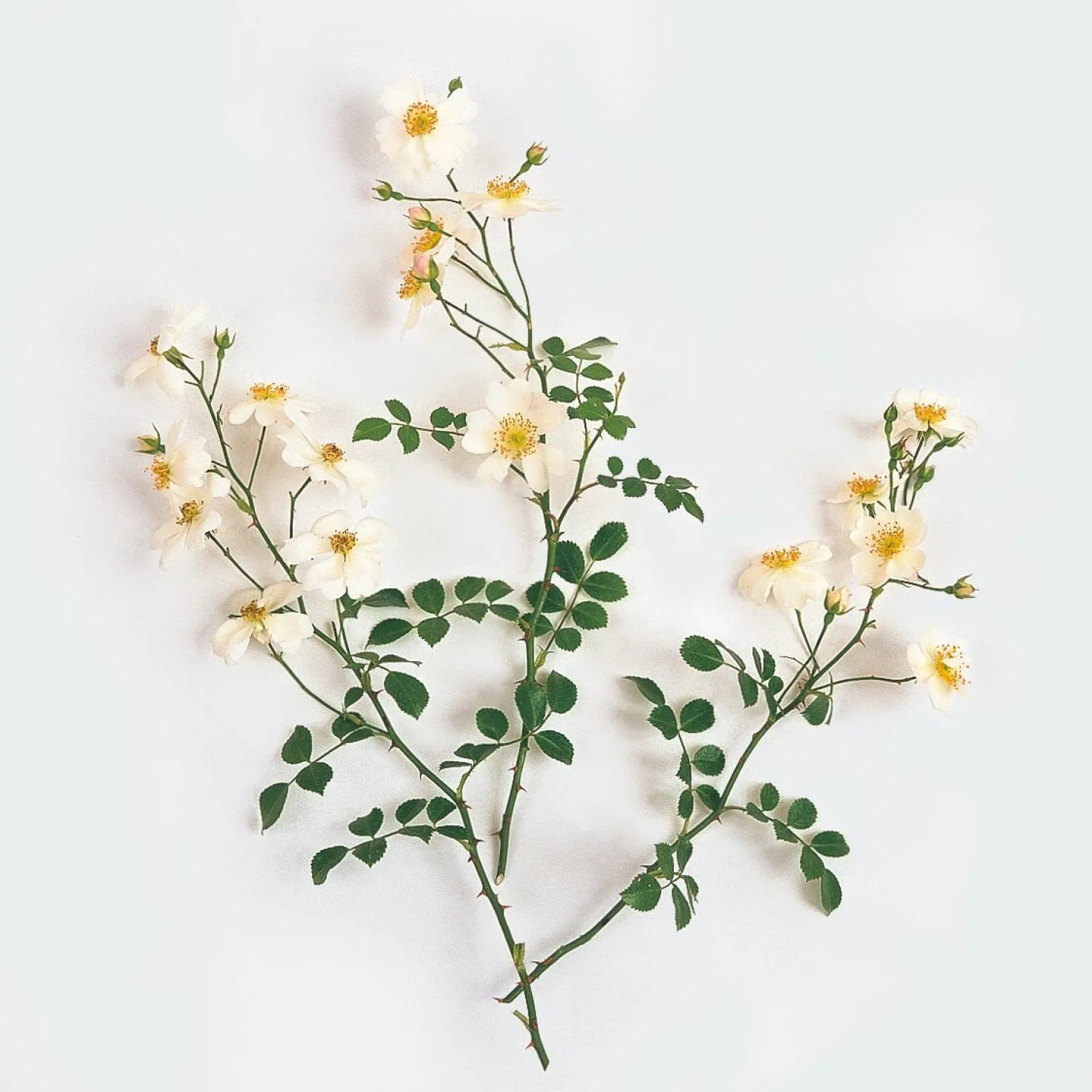 Bodendeckerrose 'Sternenflor'