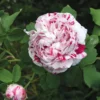Bourbonrose 'Variegata di Bologna'
