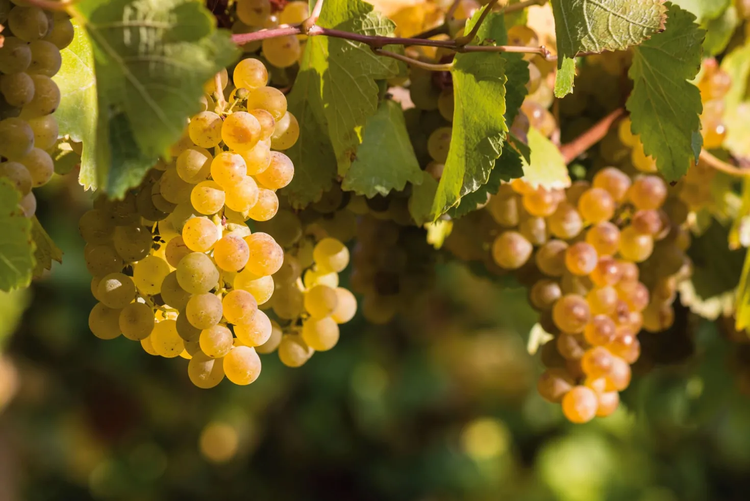 Champagner Blanc de Blancs