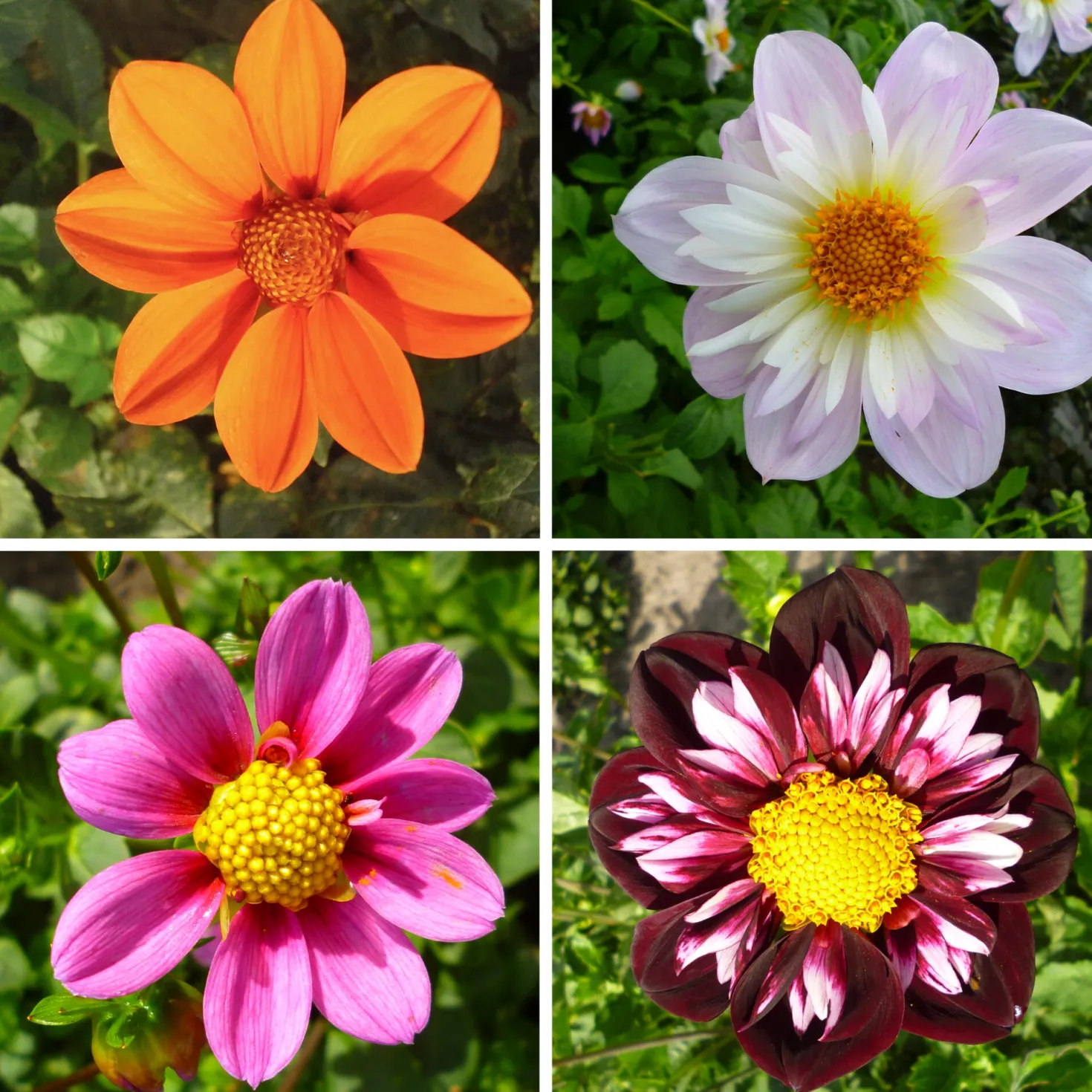 Dahlienmischung Bienenweide