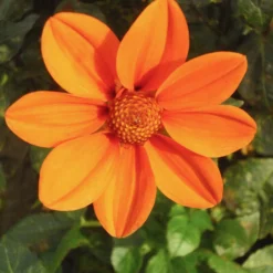 Dahlienmischung Bienenweide