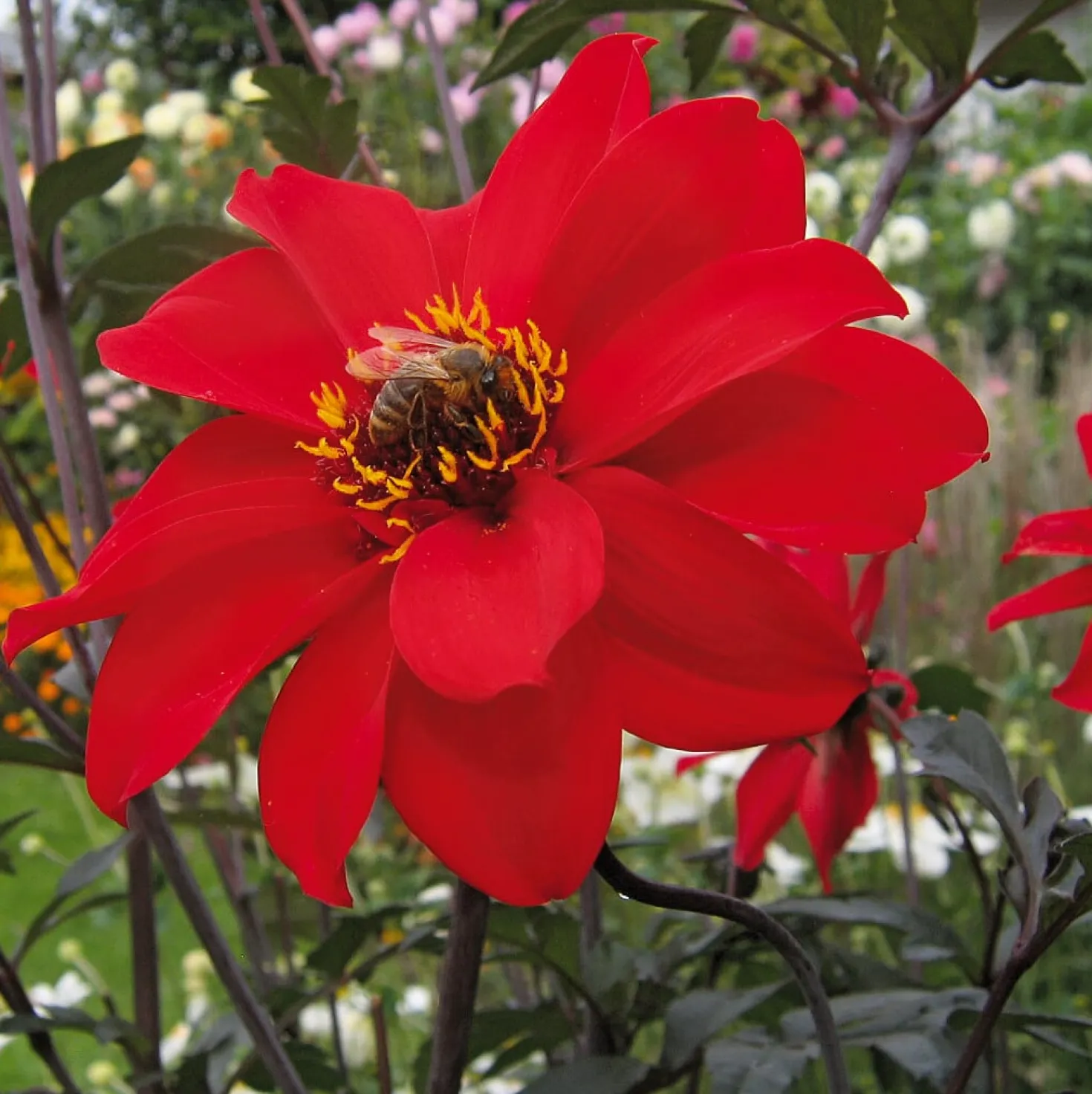 Dahlienmischung Bienenweide Beet