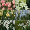 Duftende Zwiebelblumen