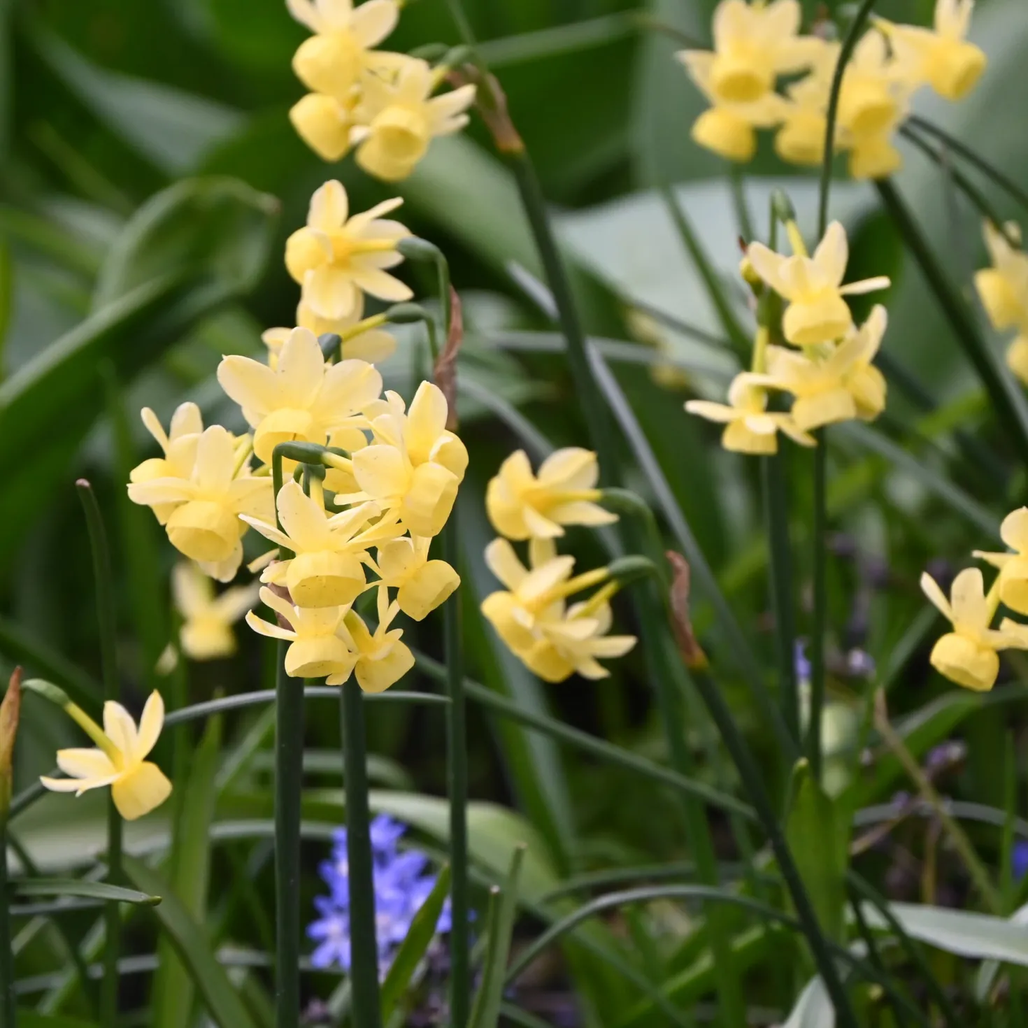 Duftende Zwiebelblumen
