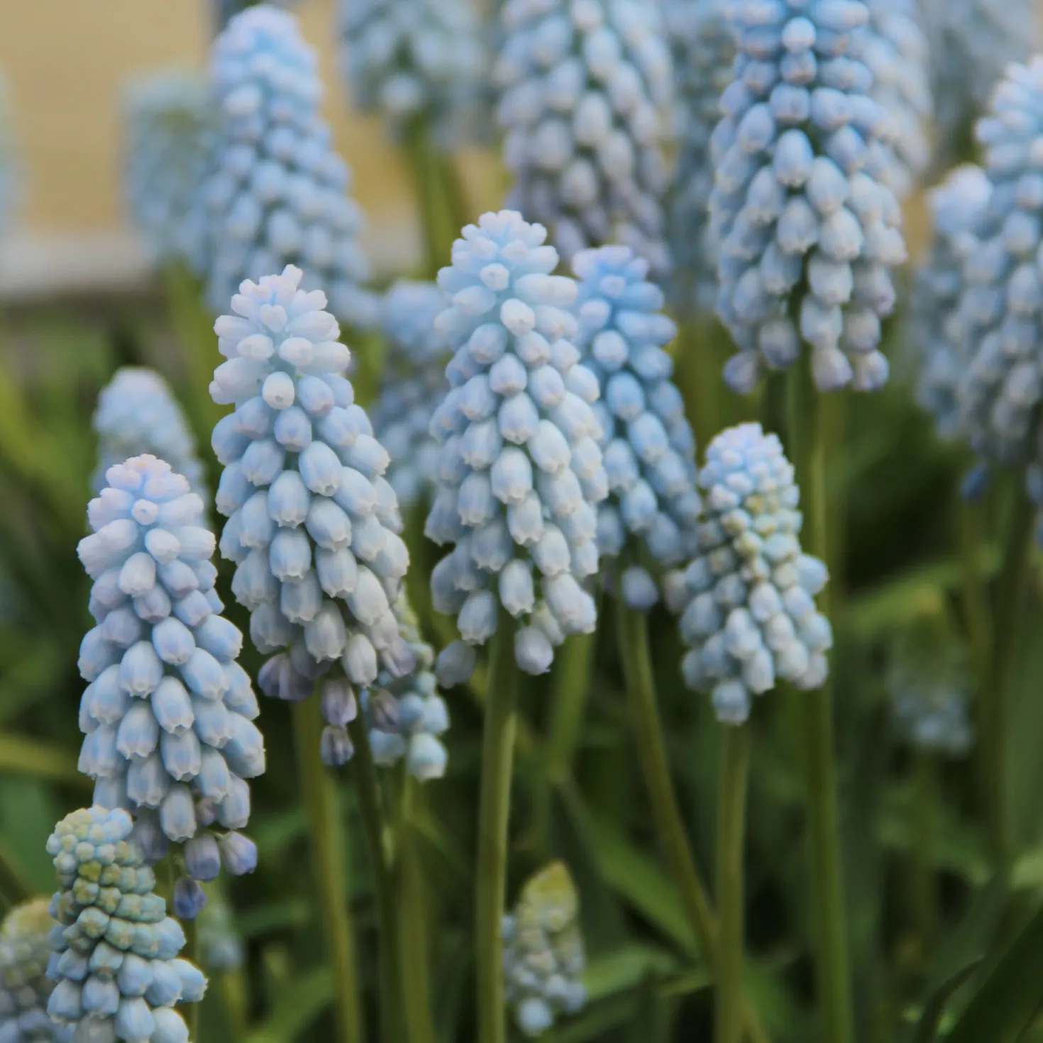 Duftende Zwiebelblumen