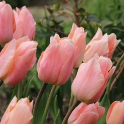 Duftende Zwiebelblumen