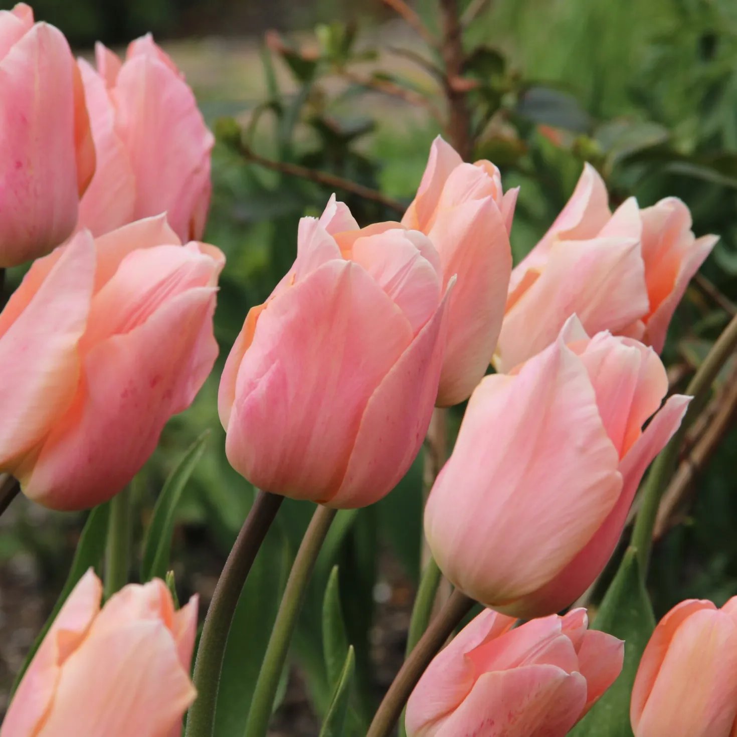Duftende Zwiebelblumen