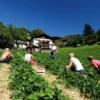 Erdbeer-Fruchtaufstrich aus Südtirol