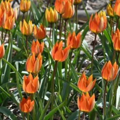 Feuertulpe
