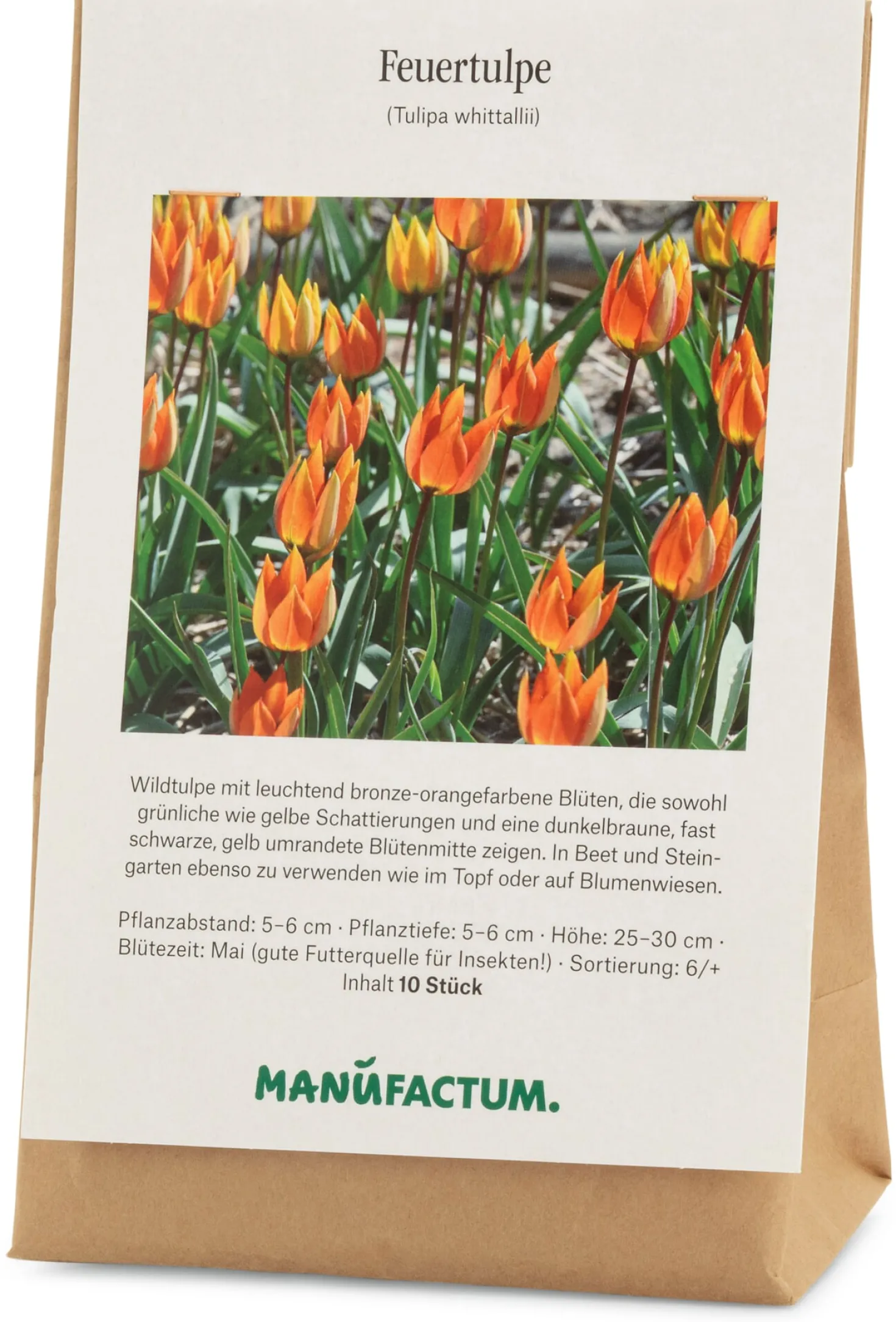Feuertulpe
