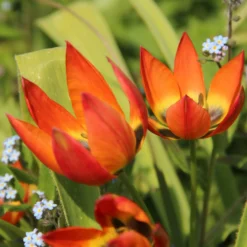 Feuertulpe