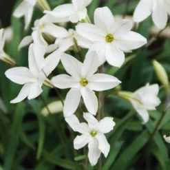 Frühlingsstern 'Alberto Castillo'