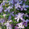 Ganzblättrige Waldrebe 'Arabella'