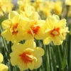 Gefüllte Duftnarzisse 'Ascot'