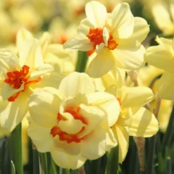 Gefüllte Duftnarzisse 'Ascot'