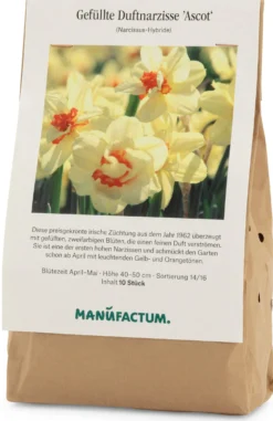 Gefüllte Duftnarzisse 'Ascot'