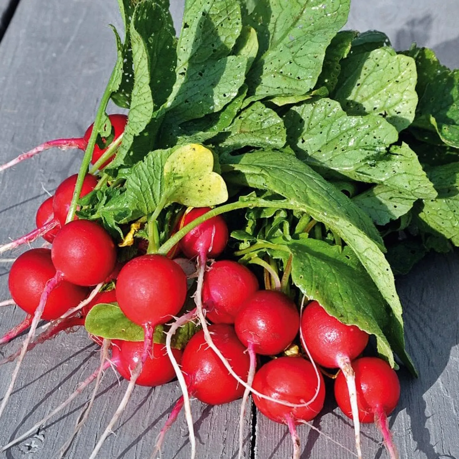 Gemüsesamen Gartengemüse Alte Landsorten