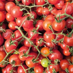 Gemüsesamen Widerstandsfähige Tomaten No. 2