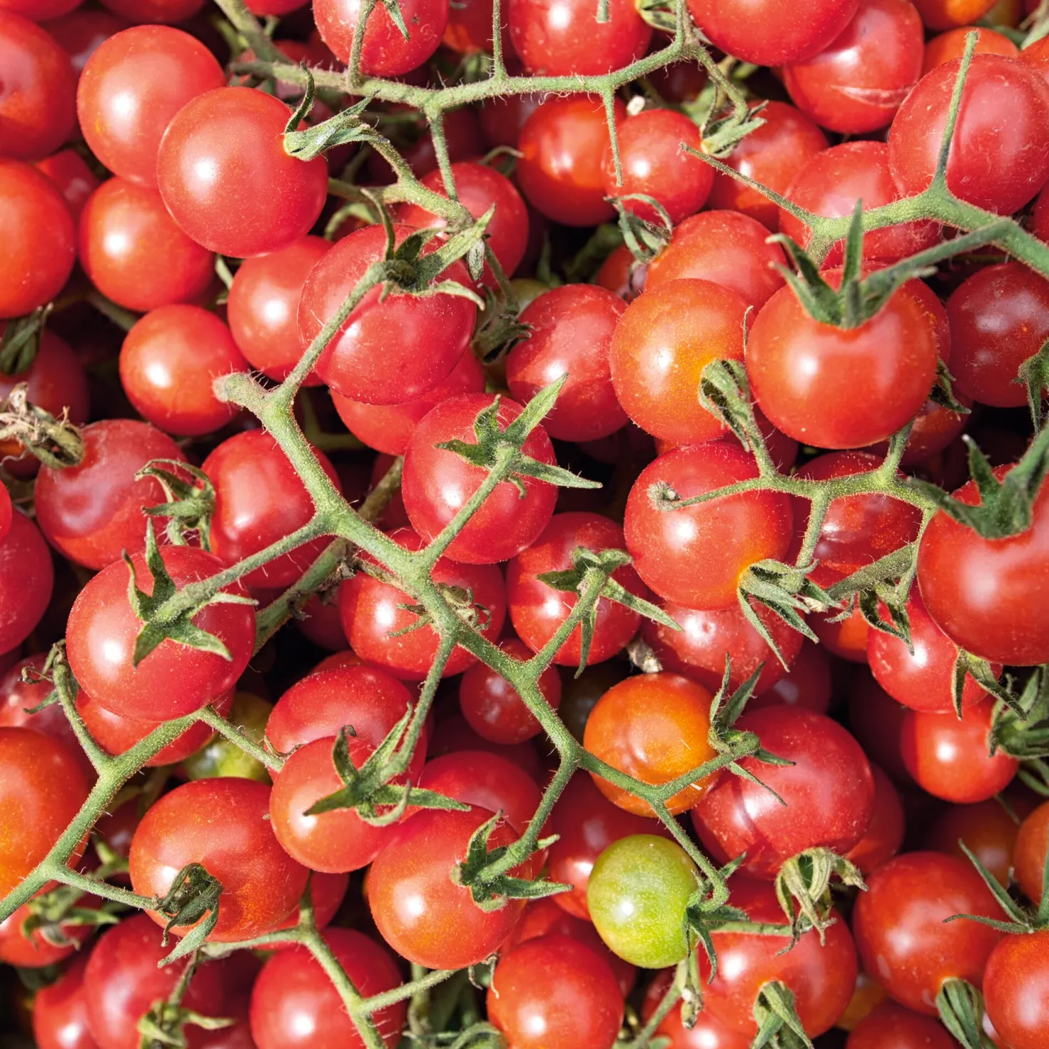 Gemüsesamen Widerstandsfähige Tomaten No. 2