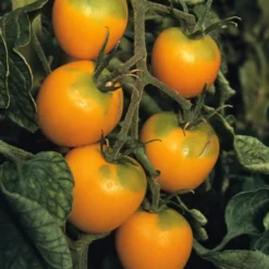 Gemüsesamen Widerstandsfähige Tomaten No. 1