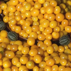 Gemüsesamen Wildtomaten