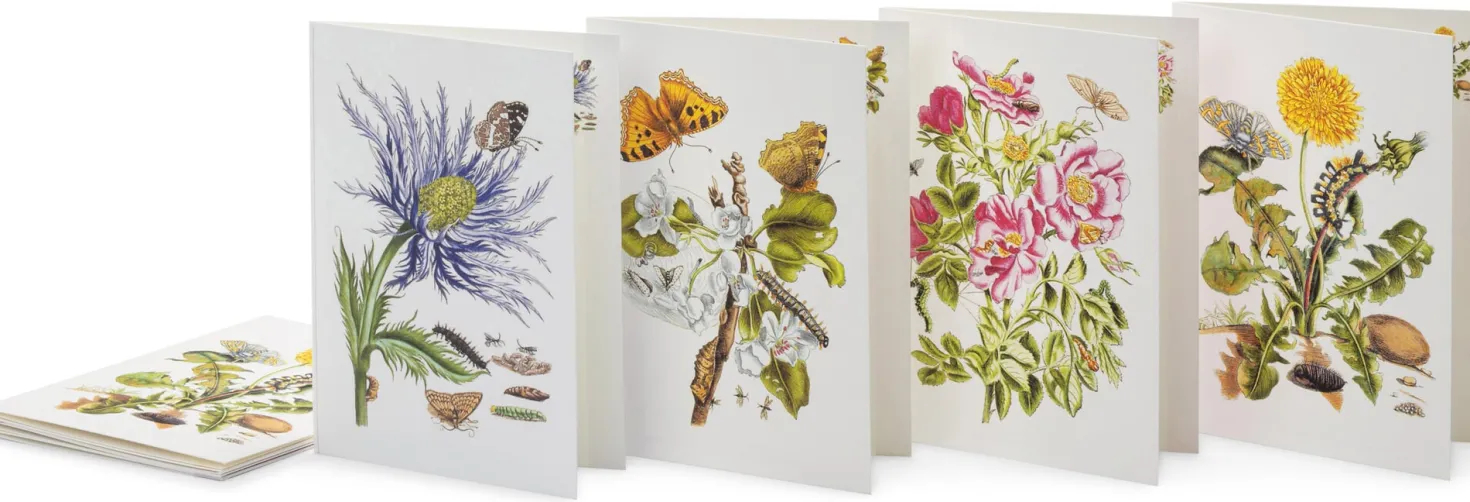 Grußkarten Blumenmotive Maria Sibylla Merian
