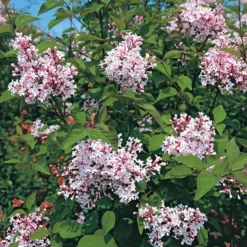 Hecke Duftgehölze