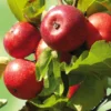 Herbstapfel 'Apfelberger Zuckeräpfelchen'