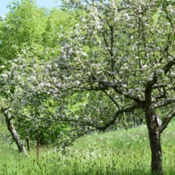 Herbstapfel 'Apfelberger Zuckeräpfelchen'