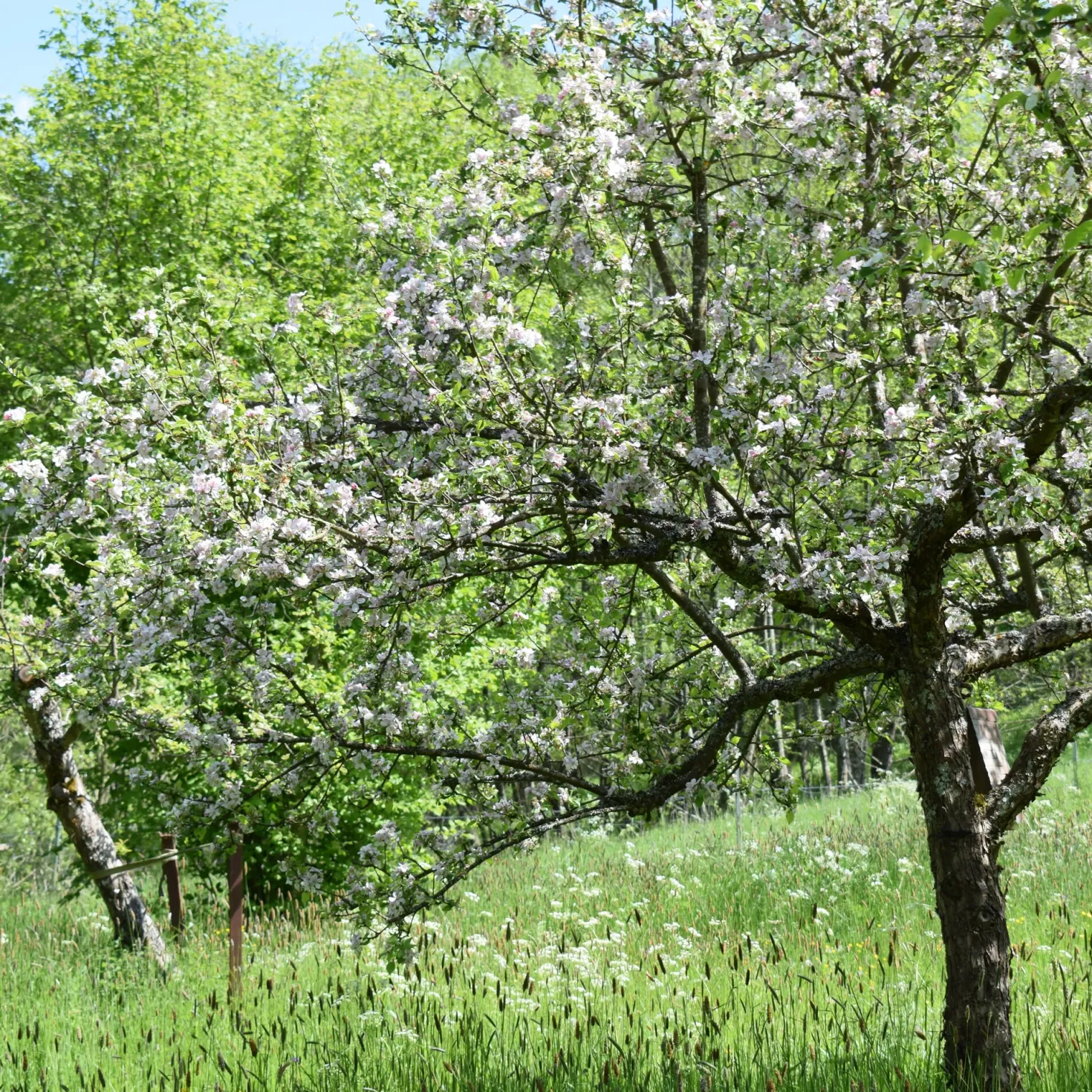 Herbstapfel 'Apfelberger Zuckeräpfelchen'