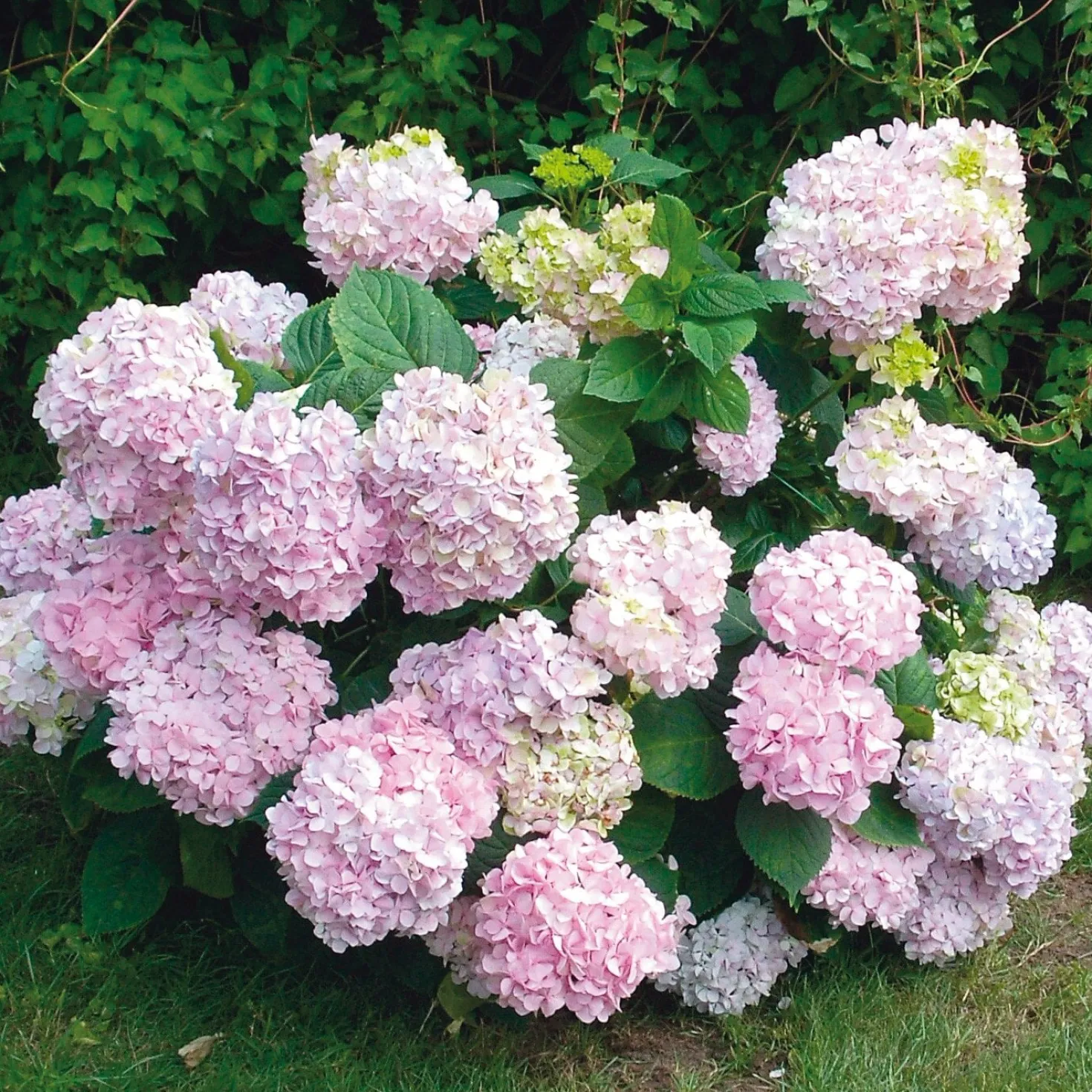Hortensie 'Otaksa '