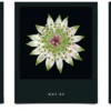 Jahreskalender Flamboyant Flowers