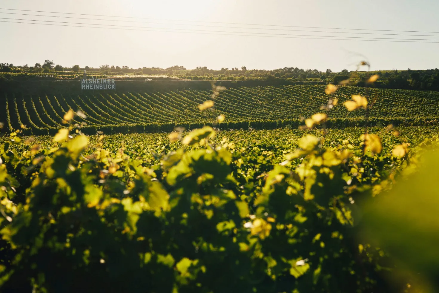 Juwel Riesling