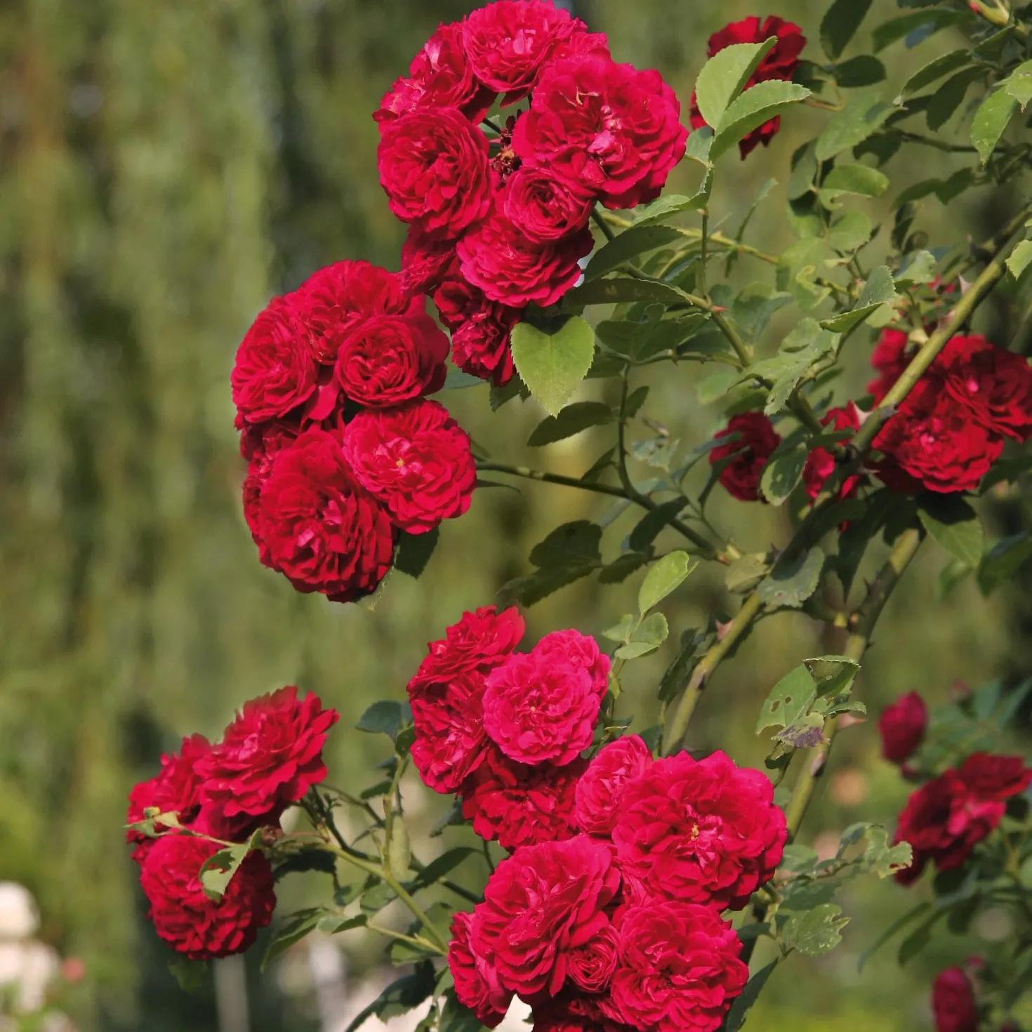 Kaskadenrose 'Chevy Chase'