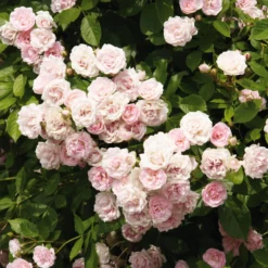 Kaskadenrose 'Frau Eva Schubert'